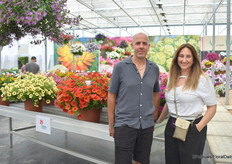 Asaf Cohen en Nomi Hen van Cohen Propagation voor de Beautical-lijn van Sakata. Ze verkopen het als een onbeworted stek in Europa. "Het is een kruising tussen calibrachoa en petunia met zeer unieke kleuren, hitte tolerant, kan gemakkelijk groeien in de volle zon, herstelt zeer snel en is gemakkelijk te wortelen, het ‘nadeel’ is dat het beter past in hangpot productie. 2 nieuwe variëteiten zijn Red Maple en Sunset Orange."